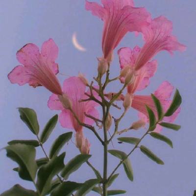 沙城饮血无限元宝版下载